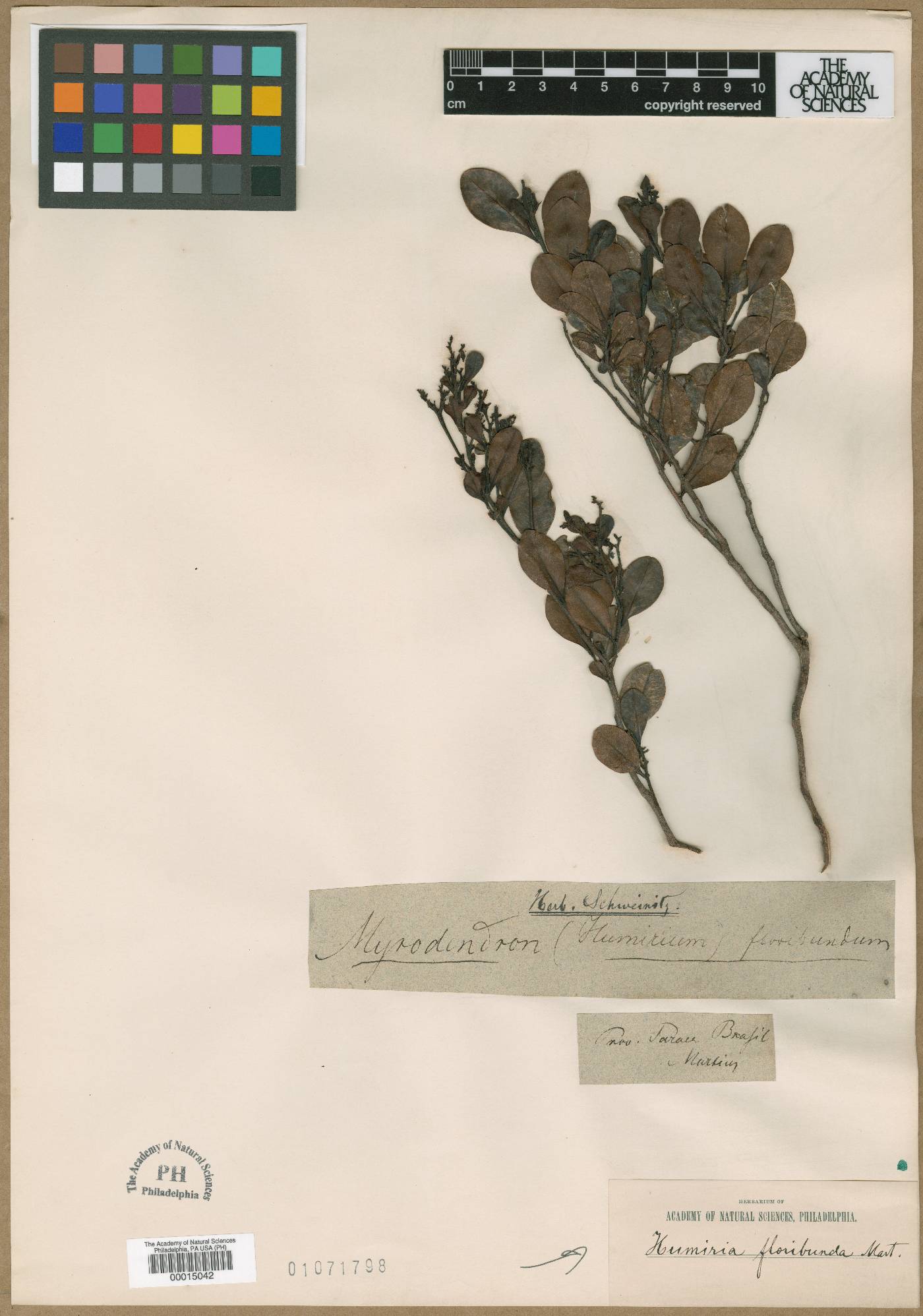 Humiria floribunda image