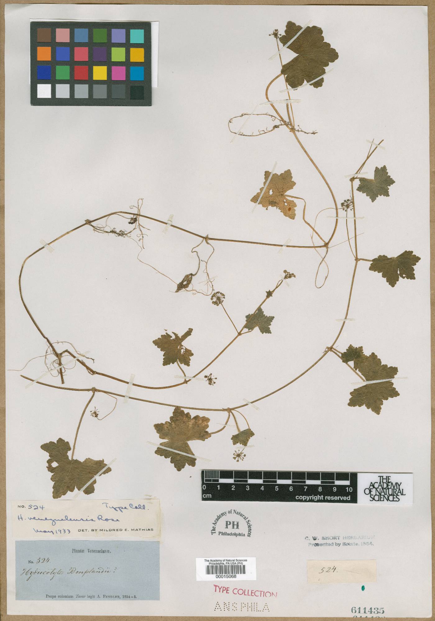 Hydrocotyle venezuelensis image