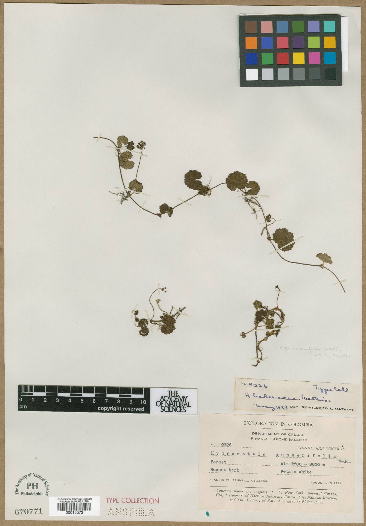 Hydrocotyle hederacea image