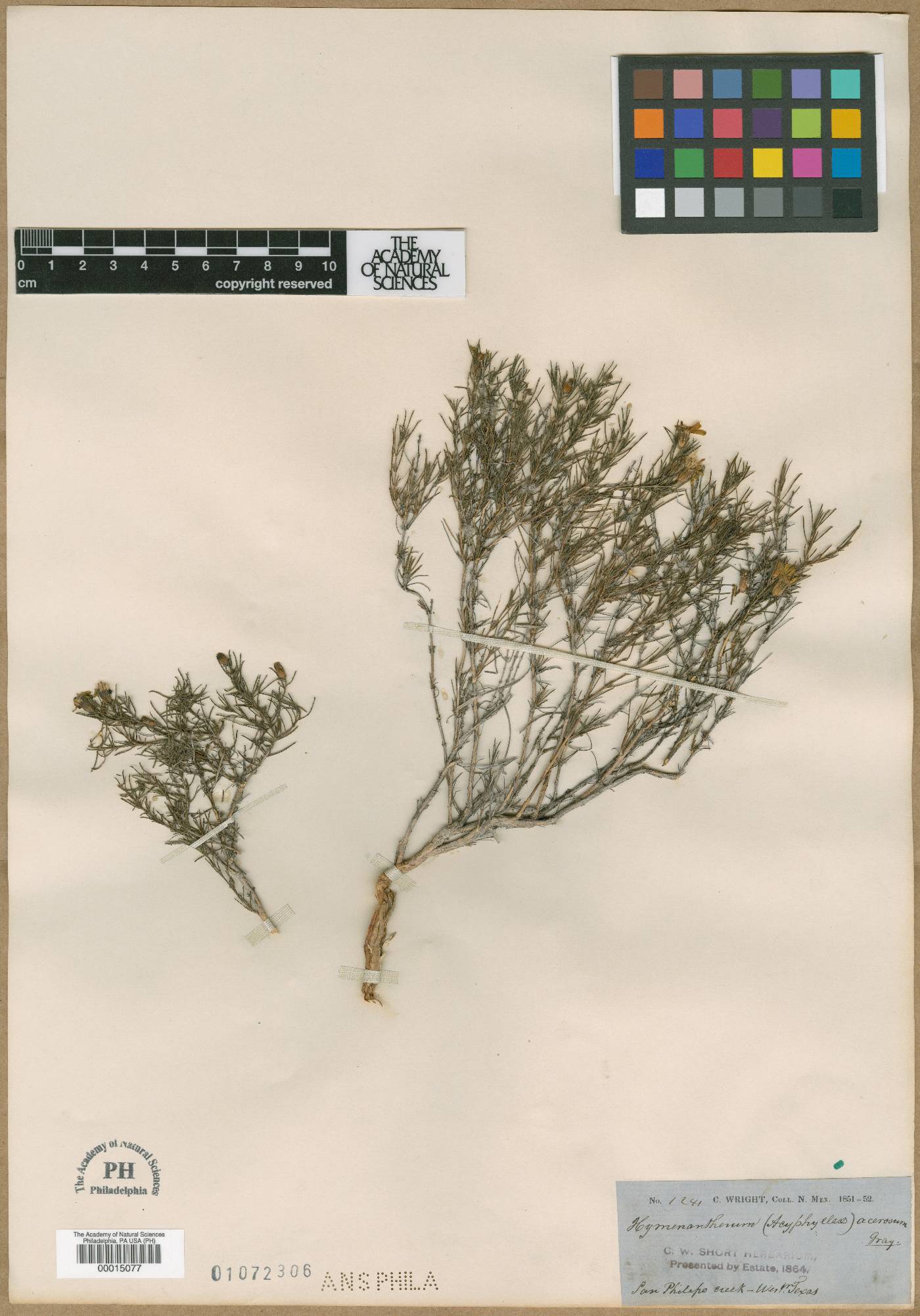 Hymenatherum acerosum image