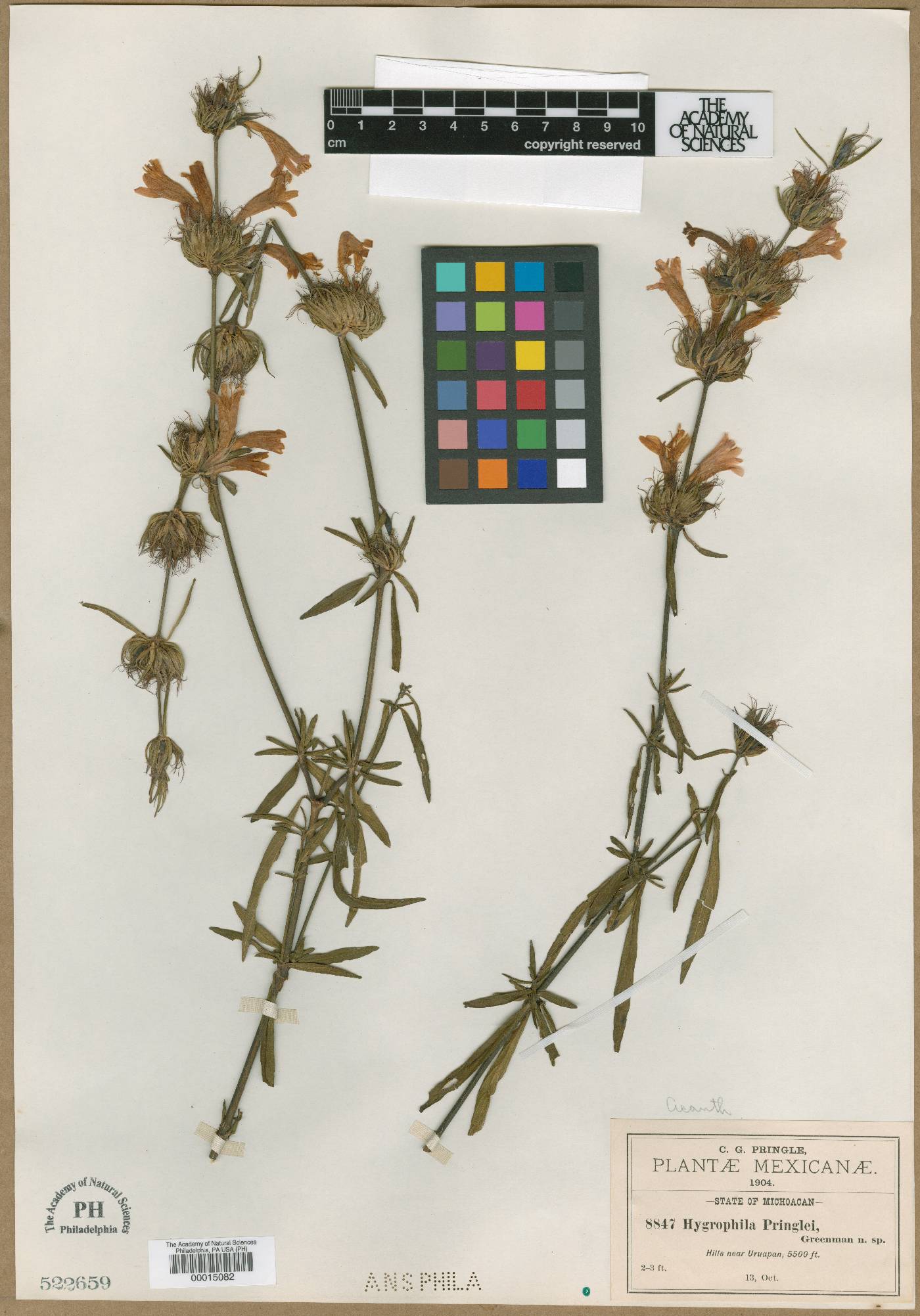 Dyschoriste augustifolia image