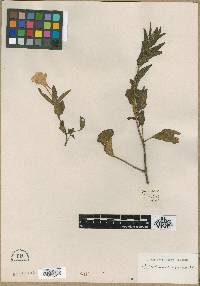 Image of Hygrophila oblongifolia