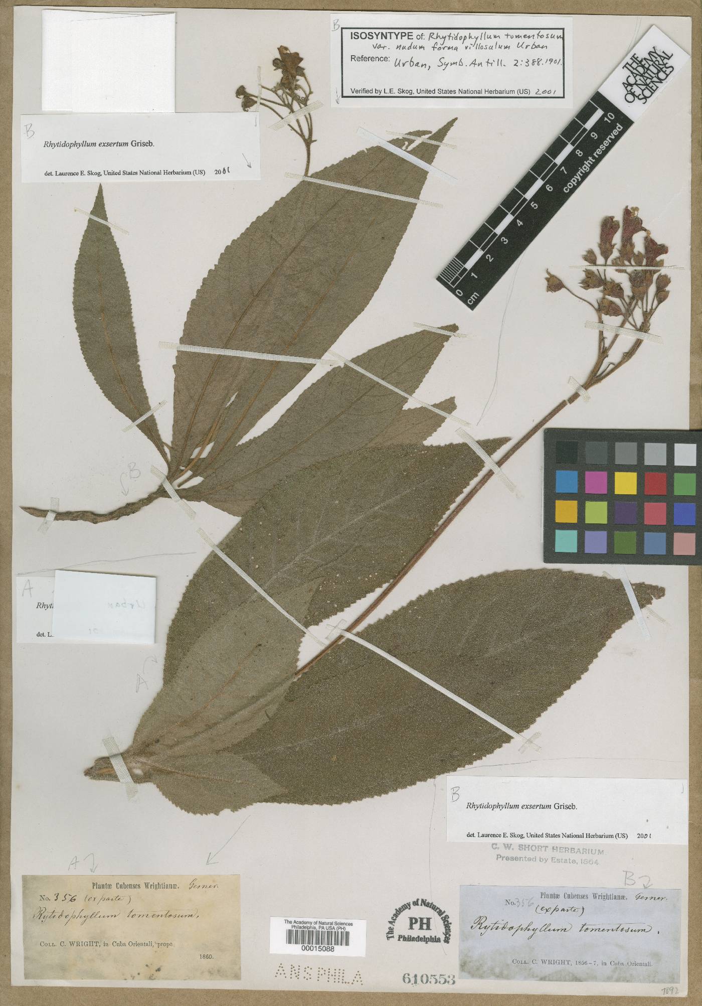 Rhytidophyllum coccineum image