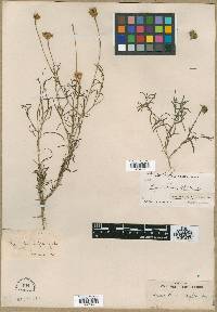 Thymophylla tenuiloba var. wrightii image