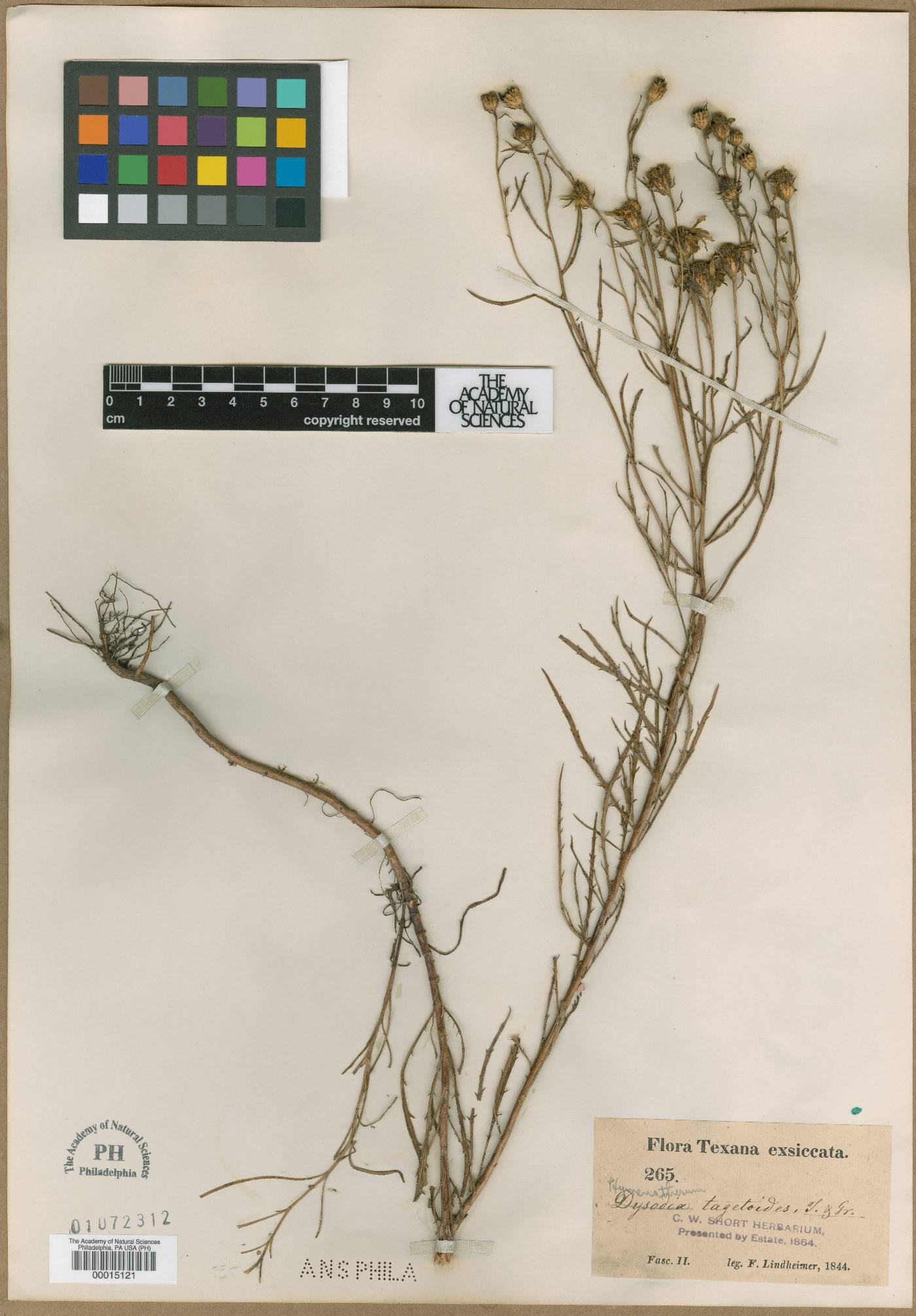 Hymenatherum tagetoides image