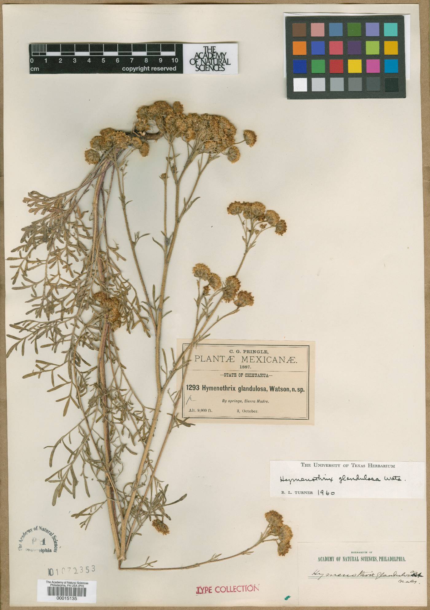 Hymenothrix glandulosa image