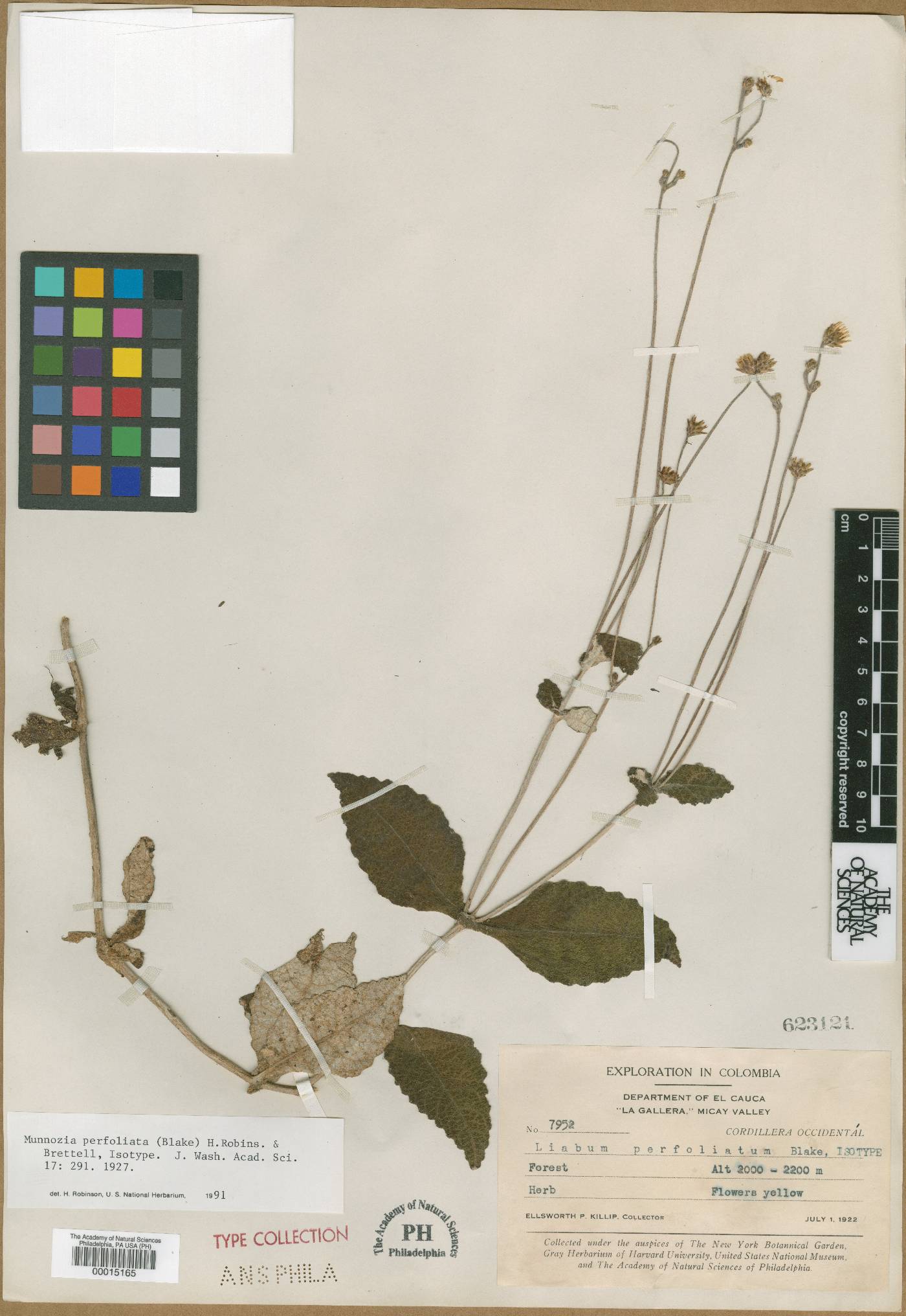 Dillandia perfoliata image