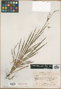 Libertia colombiana image