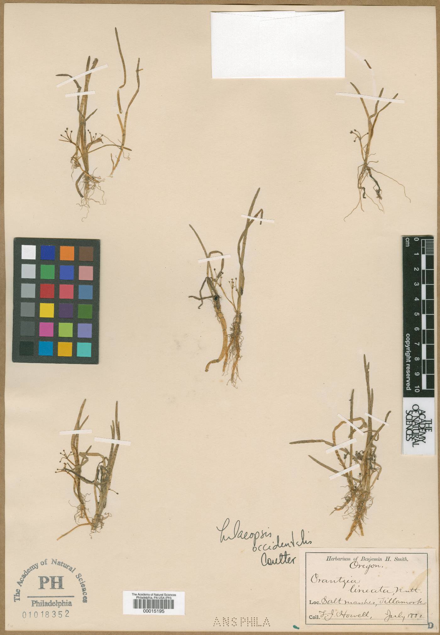 Lilaeopsis occidentalis image