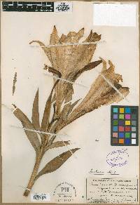 Lilium longiflorum var. longiflorum image