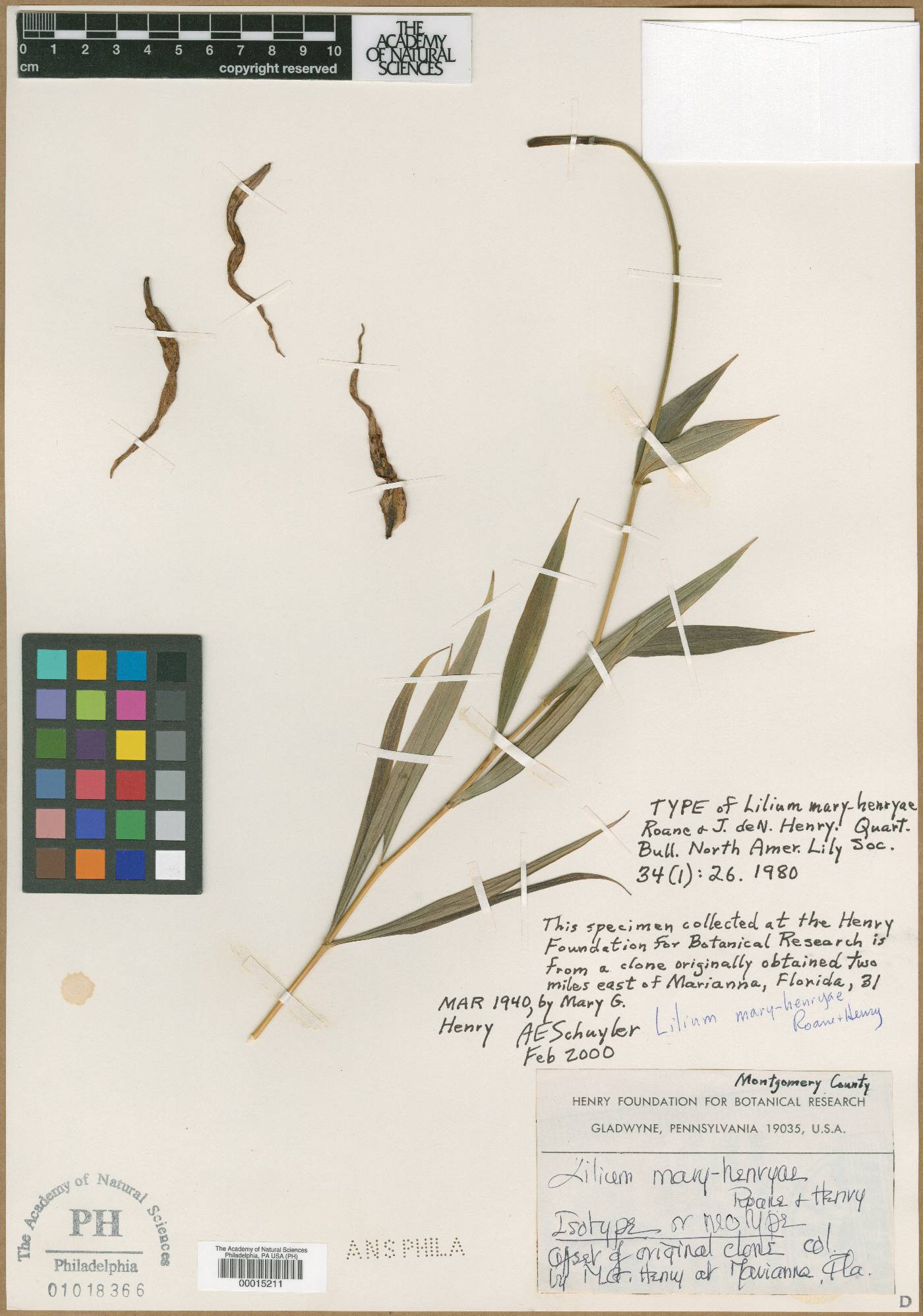 Lilium mary-henryae image