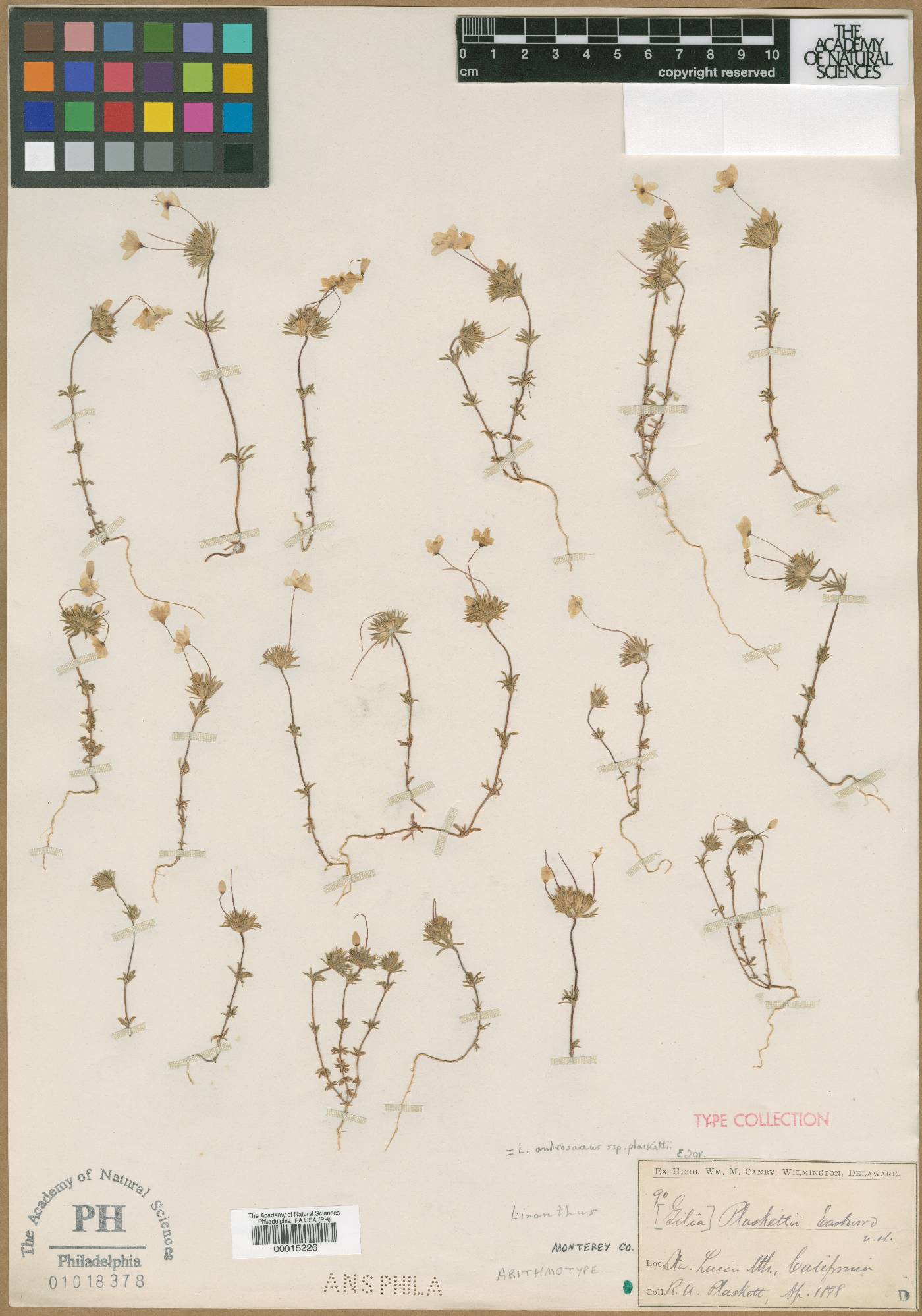 Linanthus plaskettii image