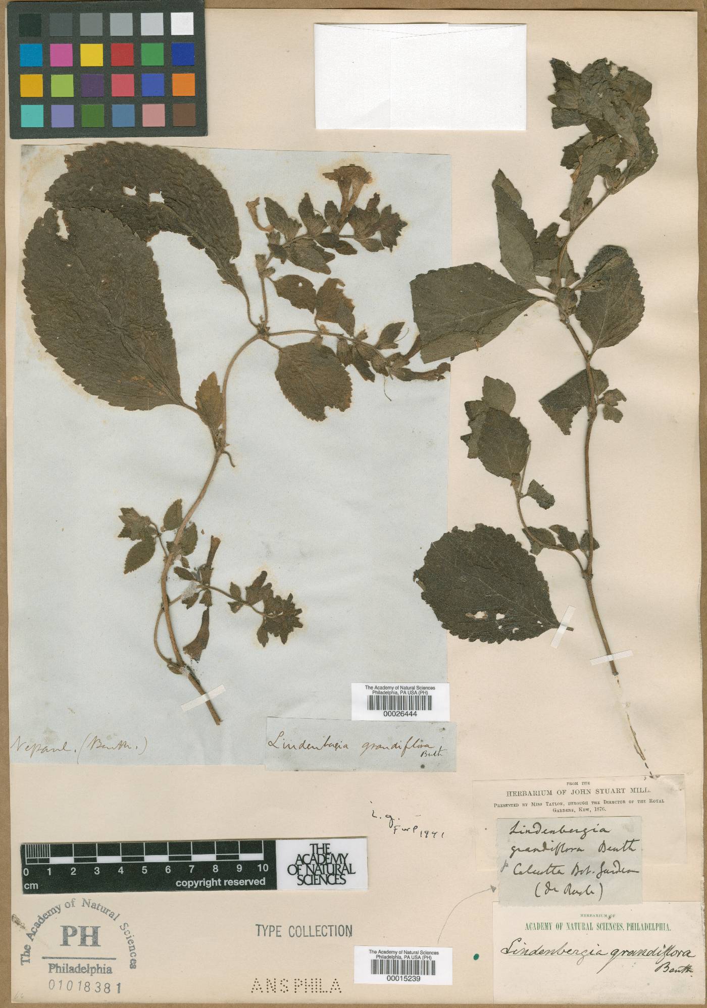 Lindenbergia image
