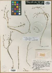 Image of Lindernia brachyphylla