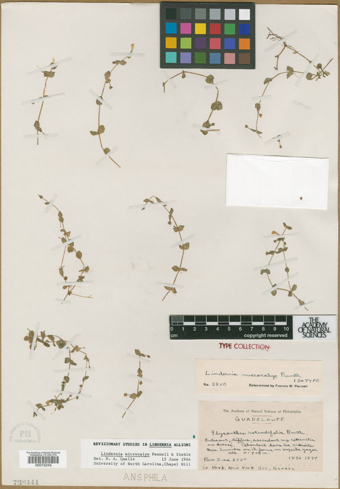 Lindernia microcalyx image