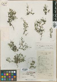 Image of Vandellia multiflora