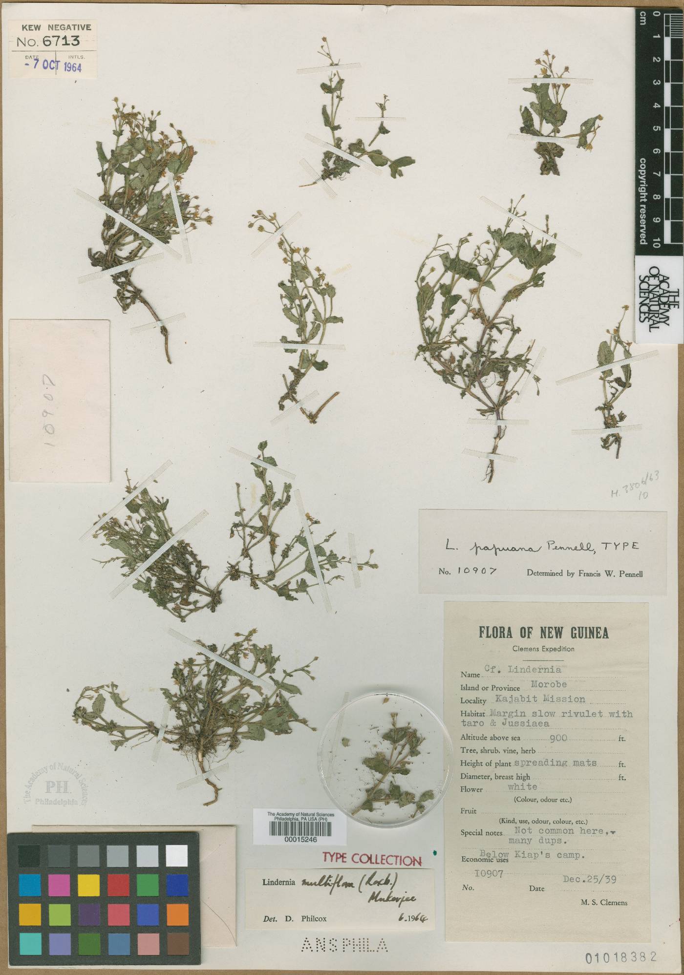 Vandellia multiflora image