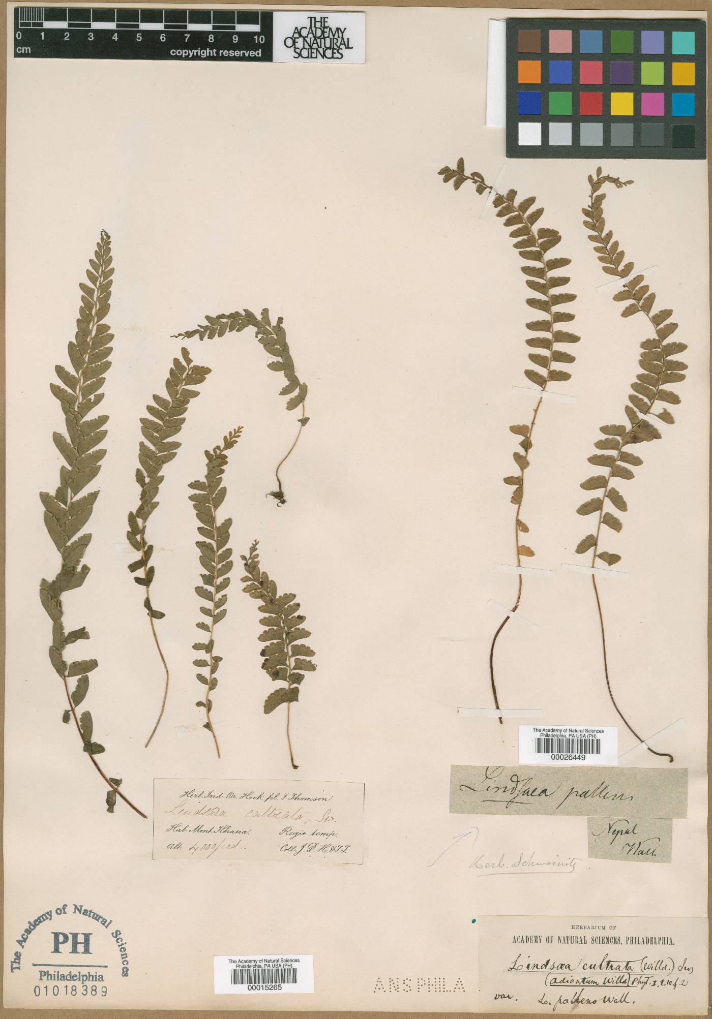 Lindsaea cultrata image