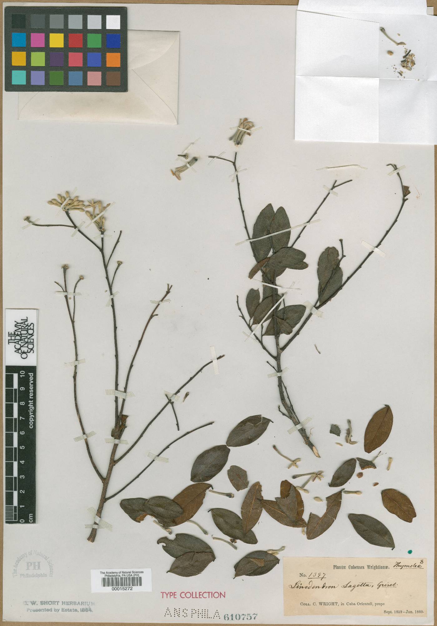 Linodendron cubanum image