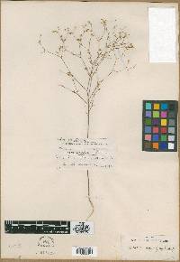 Linum adenophyllum image