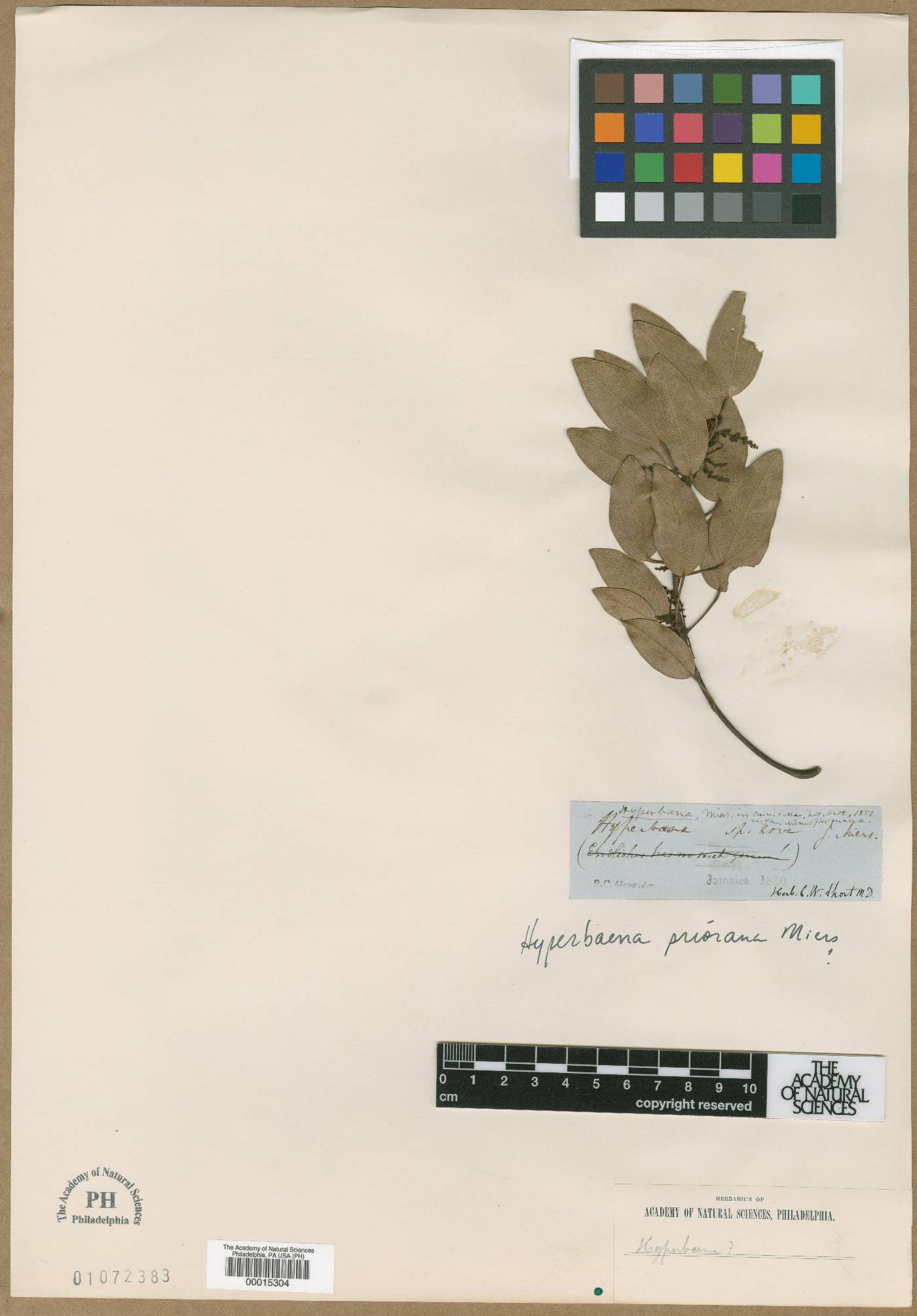 Hyperbaena prioriana image