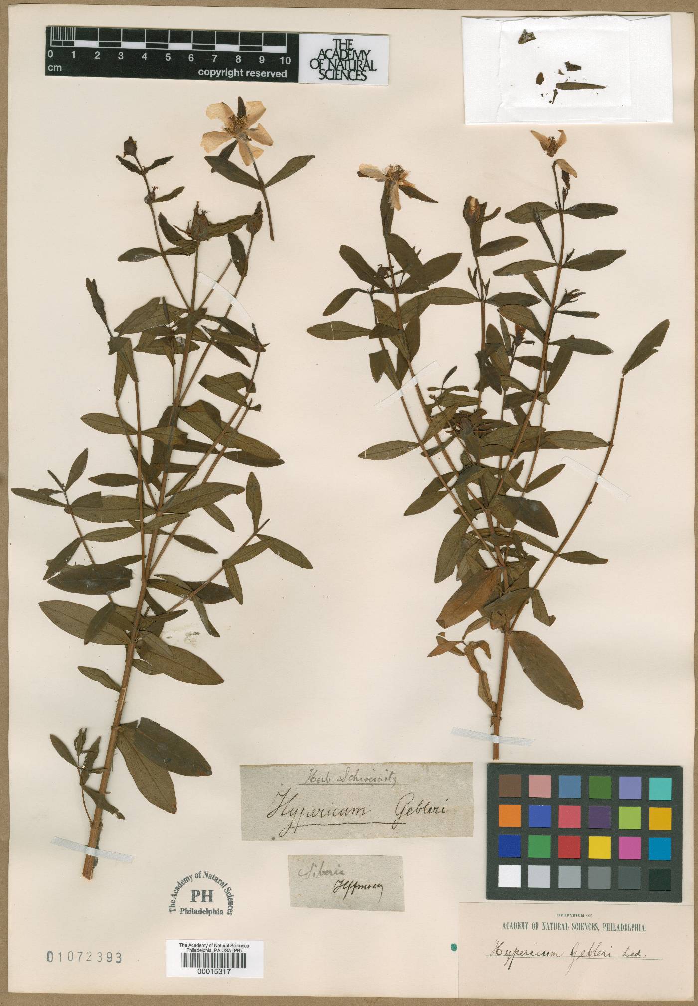 Hypericum ascyron subsp. gebleri image