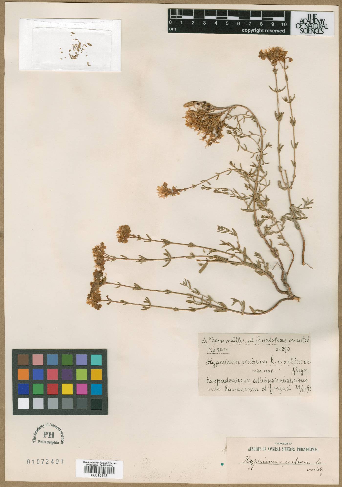 Hypericum scabrum image