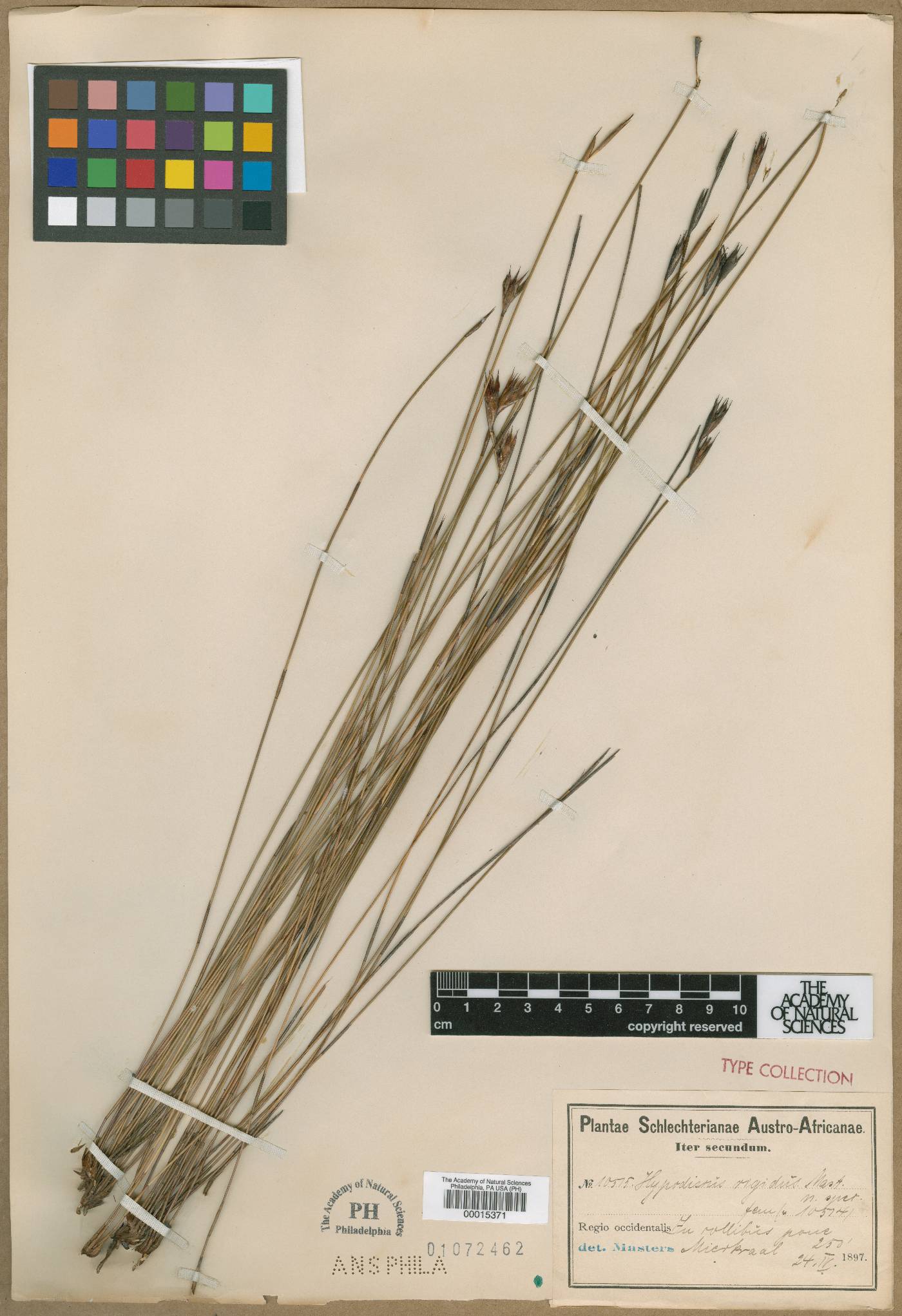 Hypodiscus rigidus image