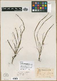 Hypoxis curtissii image