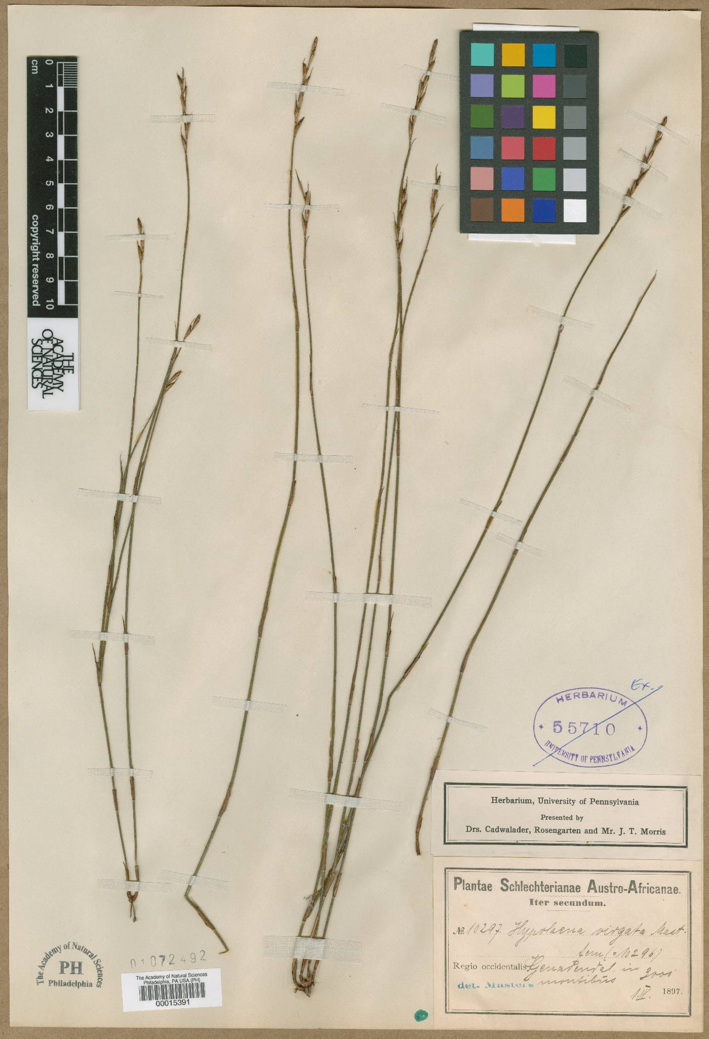 Restio debilis image