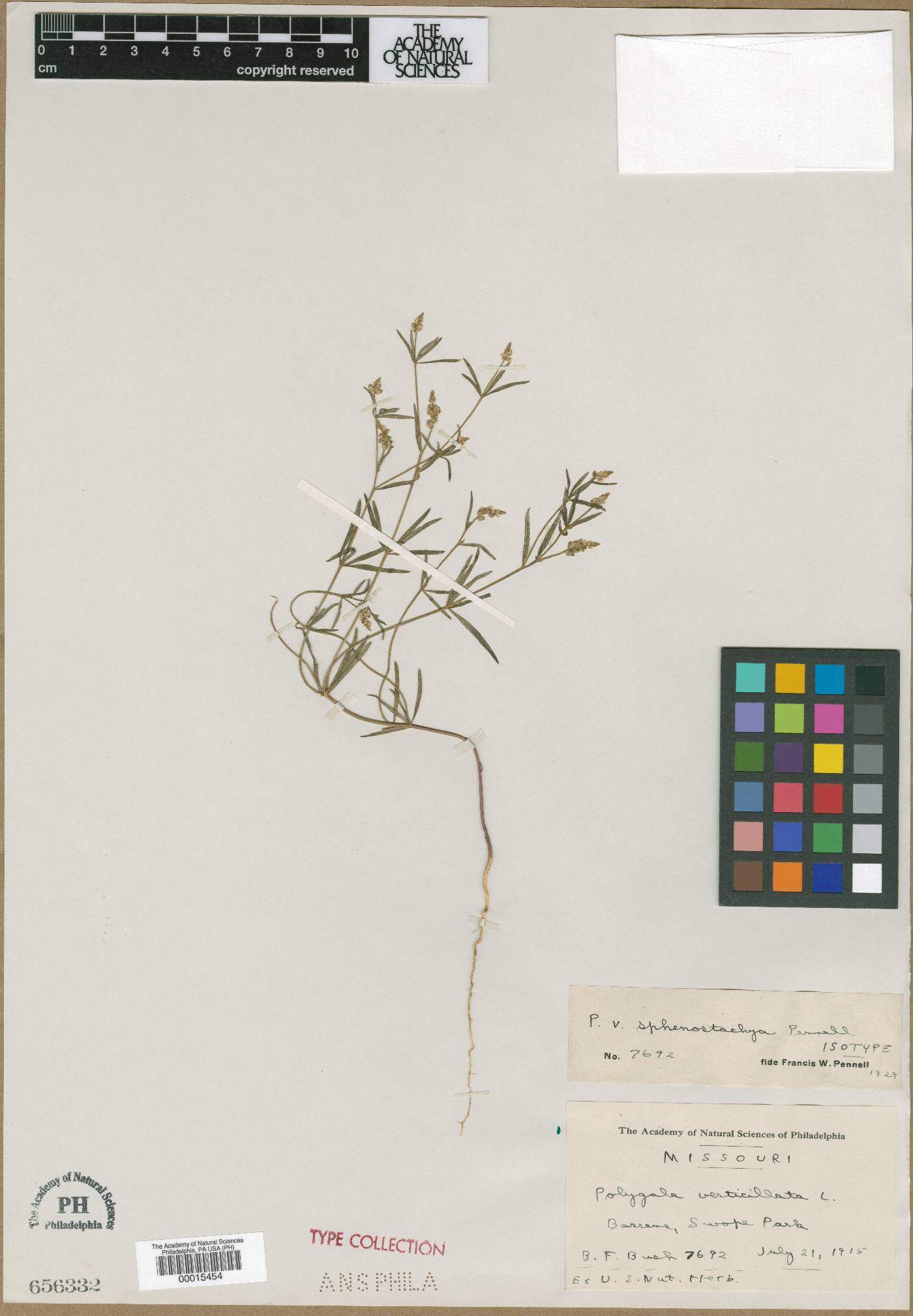 Polygala verticillata var. sphenostachya image