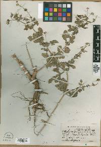 Lipochaeta heterophylla var. malvacea image