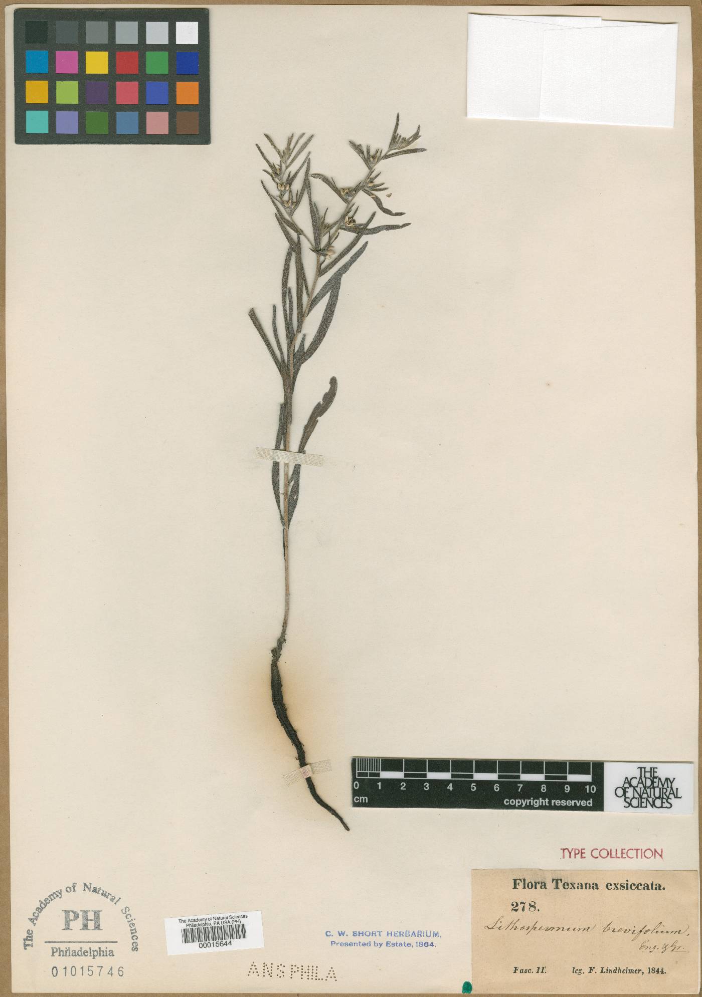 Lithospermum breviflorum image