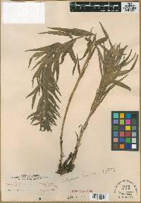 Image of Lithospermum lanceolatum