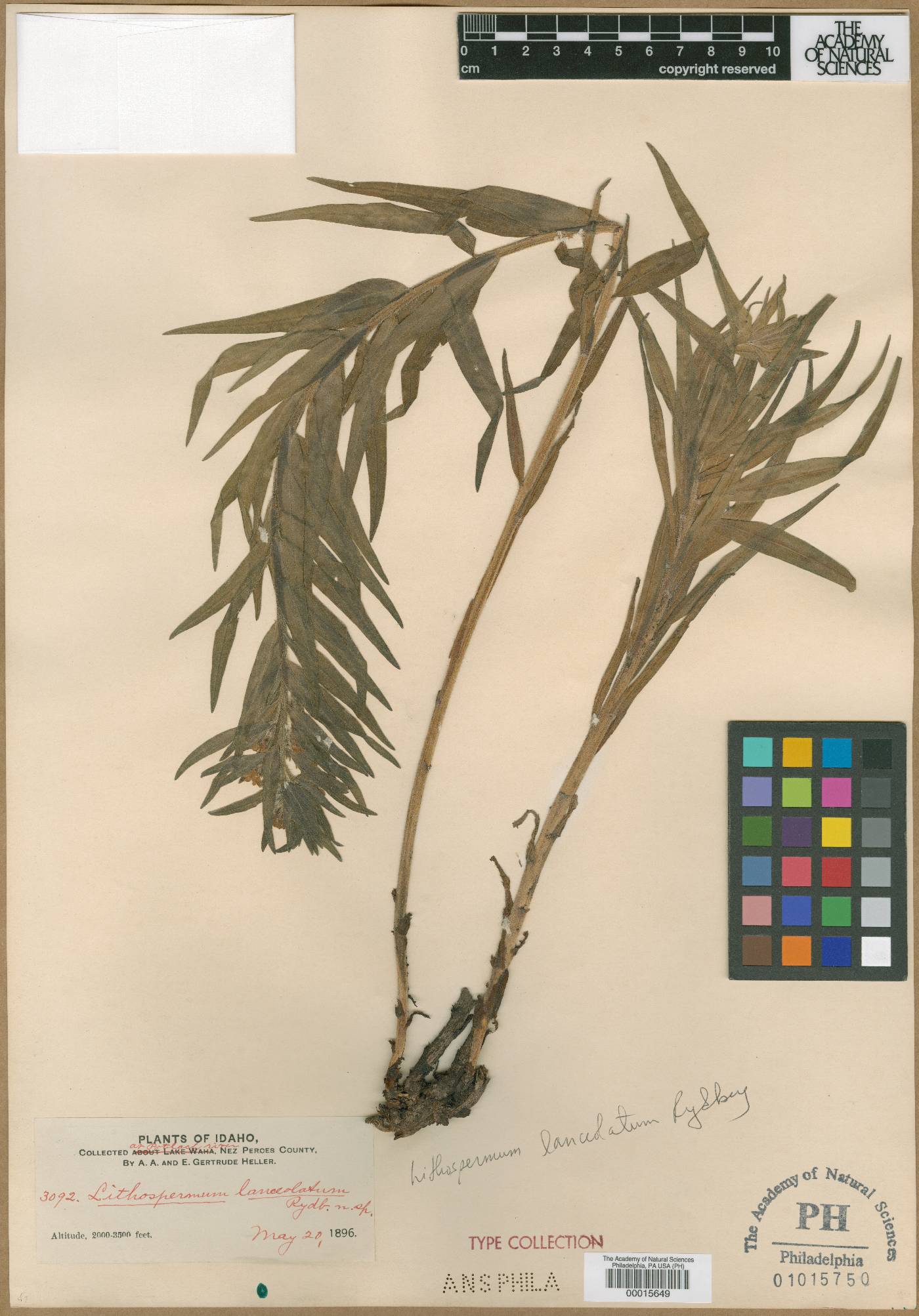 Lithospermum lanceolatum image