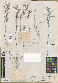 Image of Lithospermum tenellum