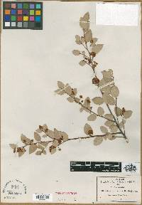 Litsea pedicellata image