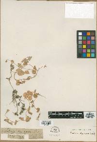 Image of Lobelia begonifolia