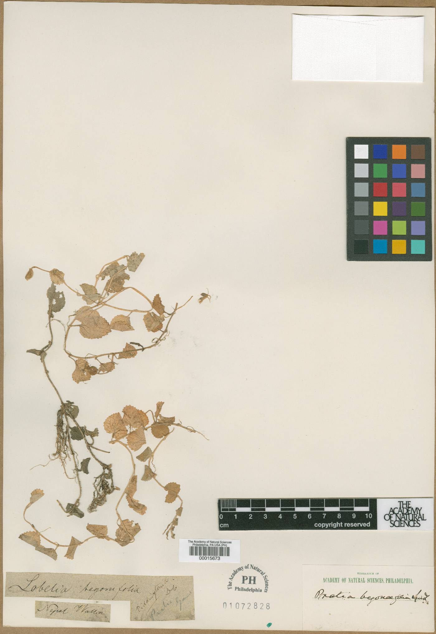 Lobelia begonifolia image