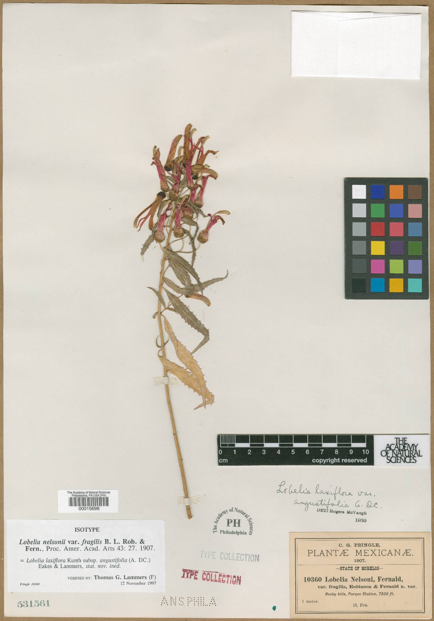 Lobelia laxiflora subsp. angustifolia image