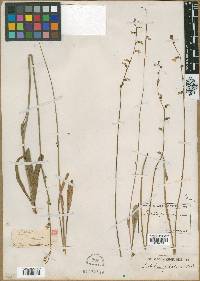 Lobelia paludosa image