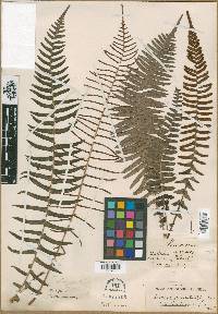 Blechnum punctulatum image