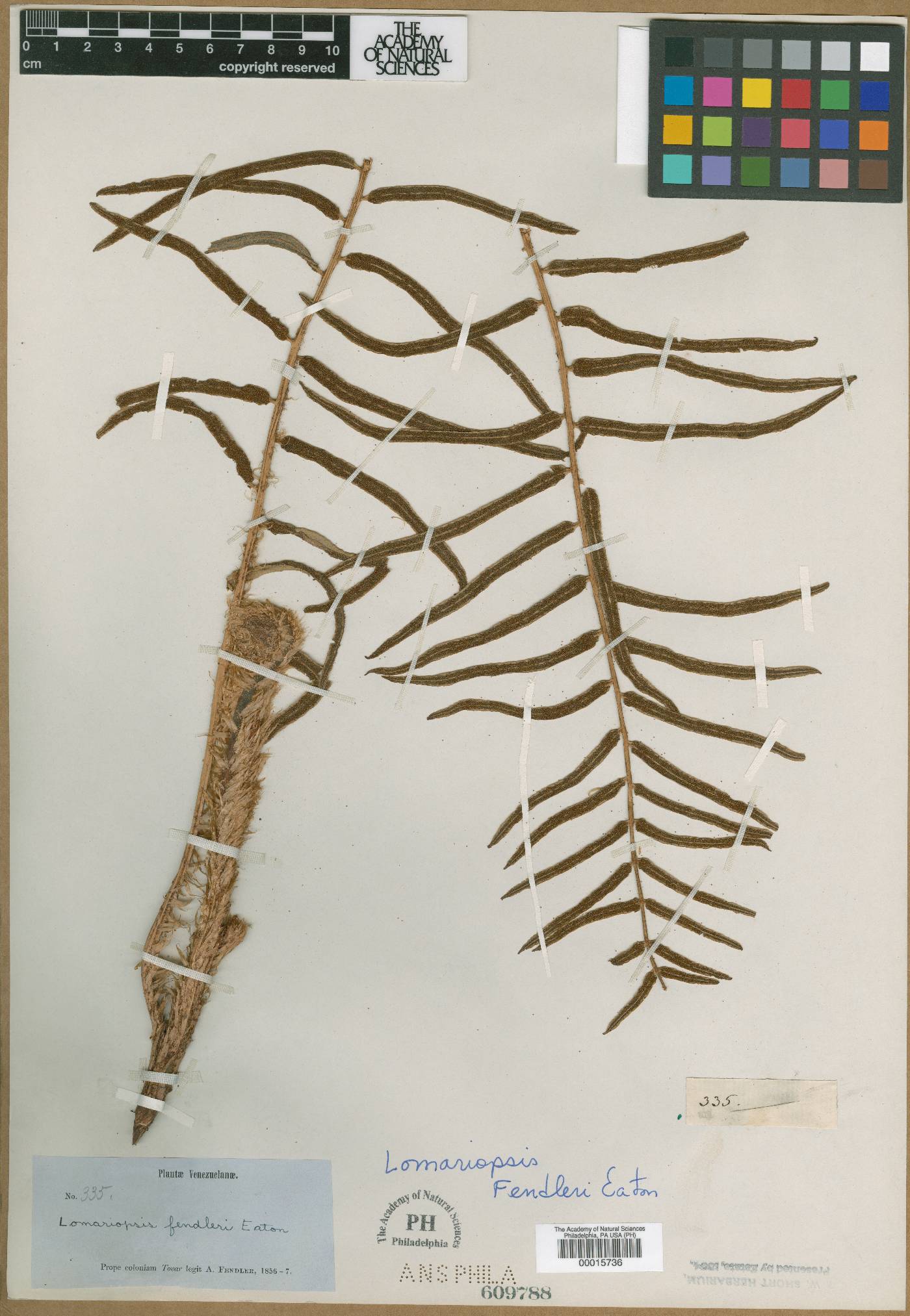 Lomariopsis fendleri image