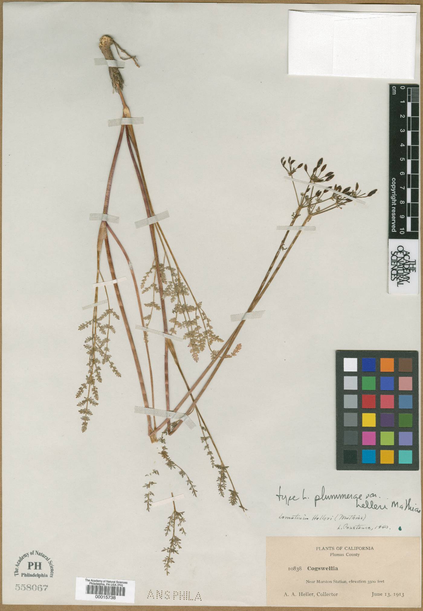 Lomatium donnellii image