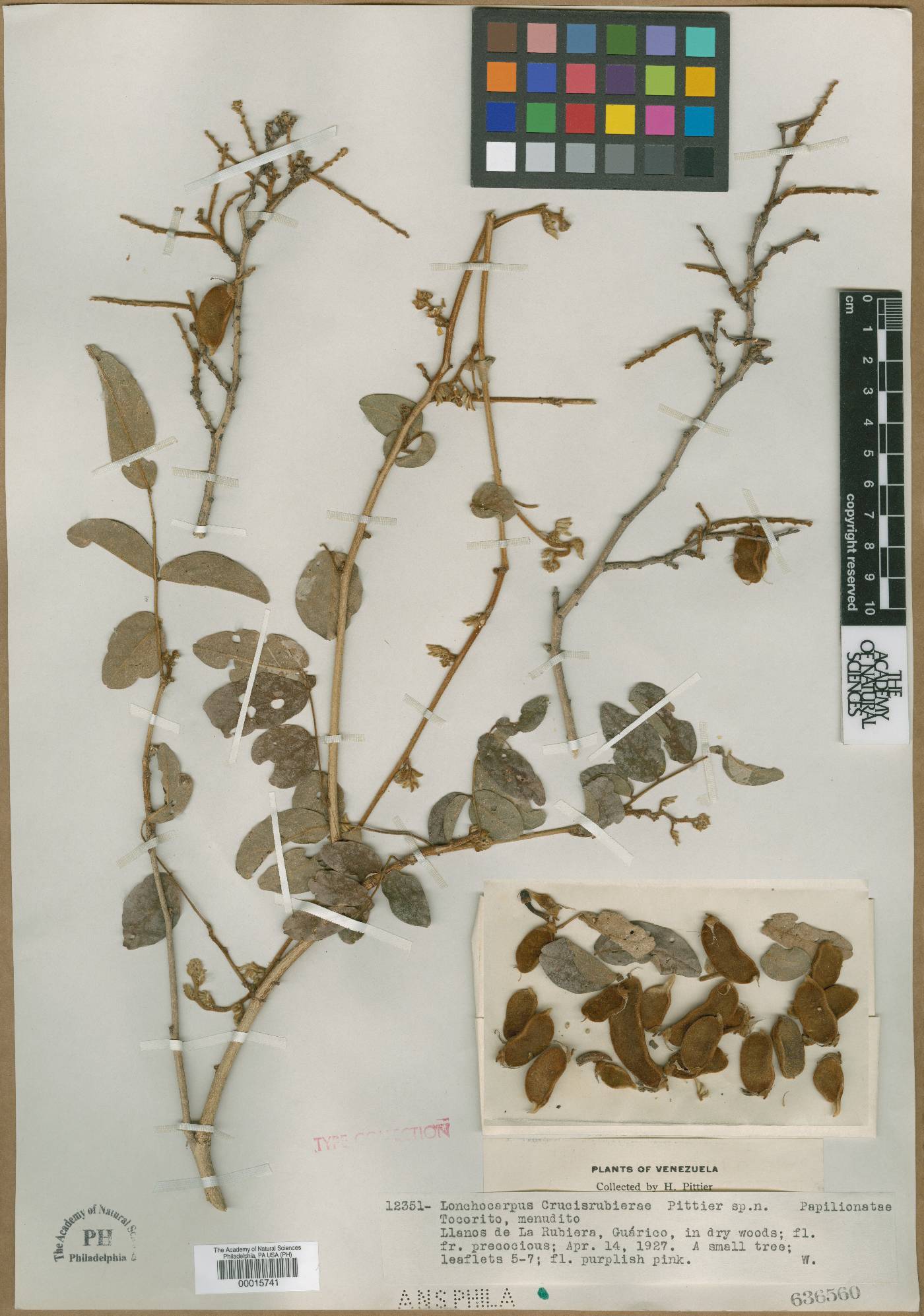 Lonchocarpus crucisrubierae image