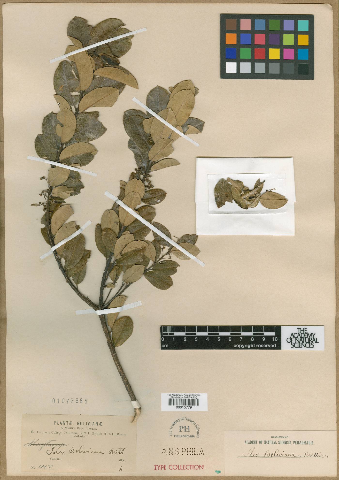 Ilex boliviana image