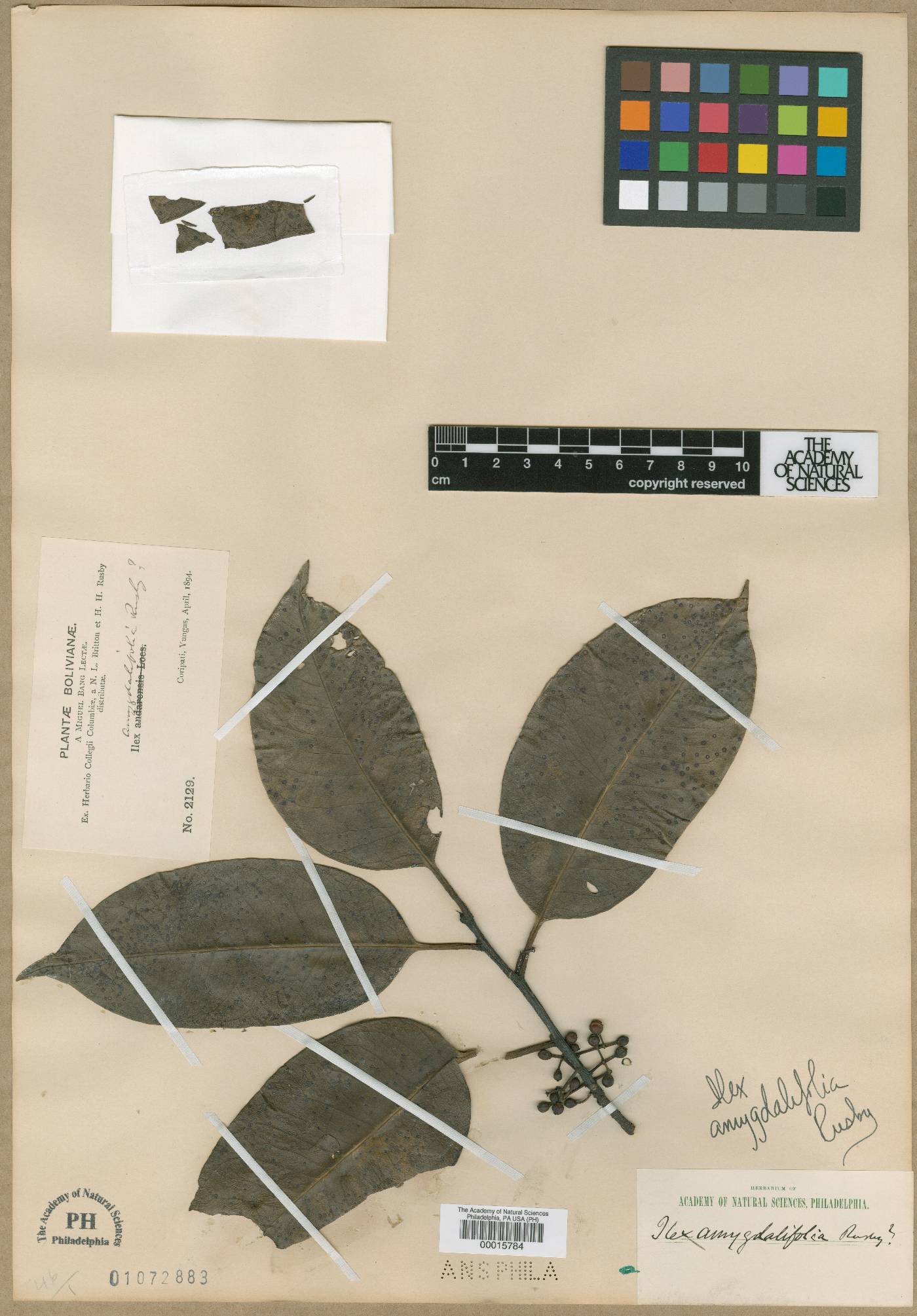 Ilex aggregata image