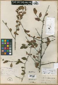 Ilex ambigua image