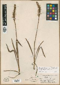 Spiranthes cernua image