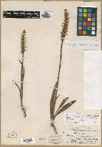 Spiranthes cernua image